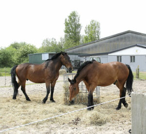 Schwere Warmblüter für Trauungen und Ausflüge: die Kutschpferde „Martin“ und „Johnny“.