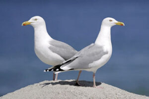 Vogelschutz Silbermöwe