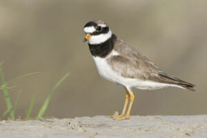 Vogelschutz Sandregenpfeifer
