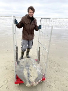 Mondfisch