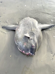 Mondfisch