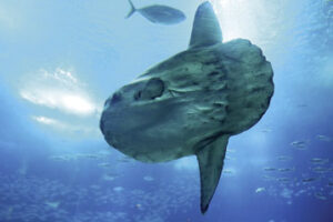 Mondfisch
