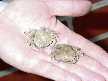 Plattfuß